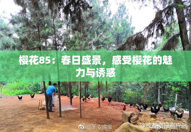 樱花85：春日盛景，感受樱花的魅力与诱惑