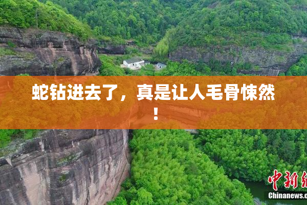 蛇钻进去了，真是让人毛骨悚然！