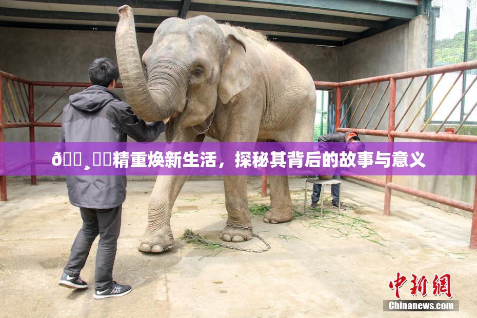🌸‌✿精重焕新生活，探秘其背后的故事与意义