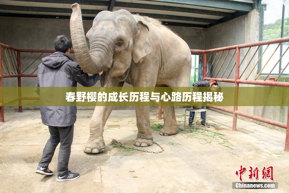 春野樱的成长历程与心路历程揭秘