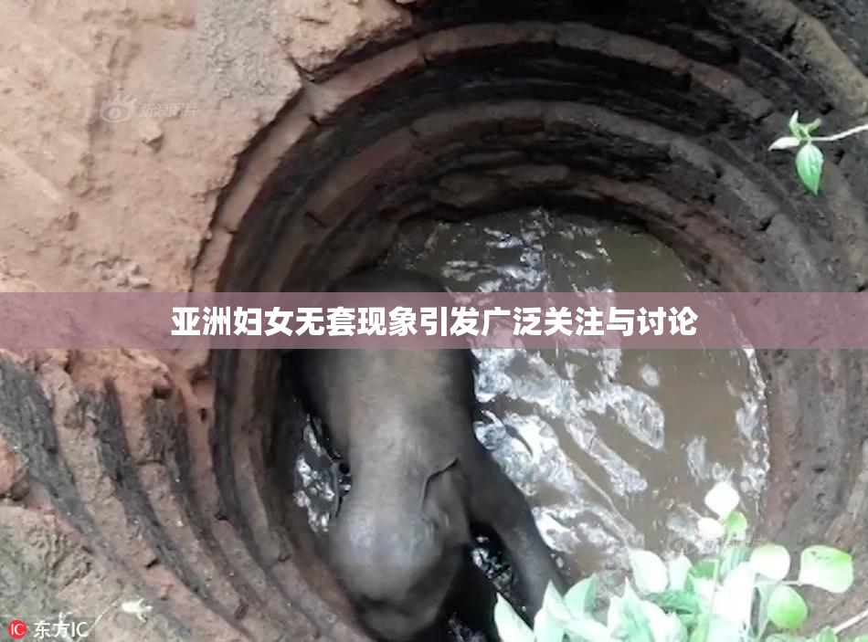 亚洲妇女无套现象引发广泛关注与讨论