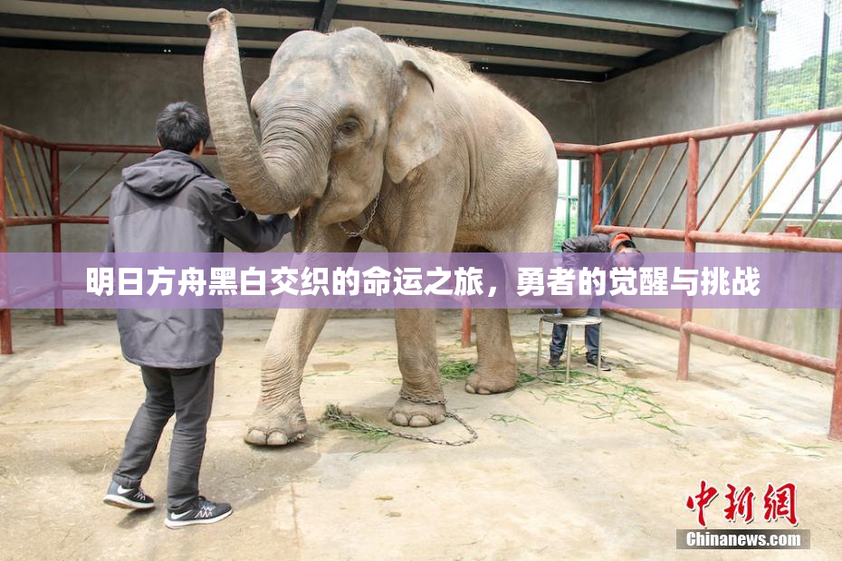 明日方舟黑白交织的命运之旅，勇者的觉醒与挑战