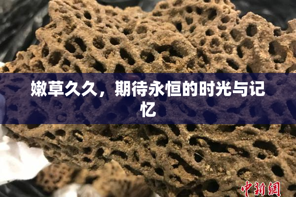 嫩草久久，期待永恒的时光与记忆