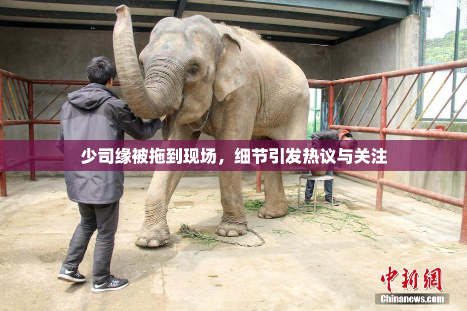 少司缘被拖到现场，细节引发热议与关注