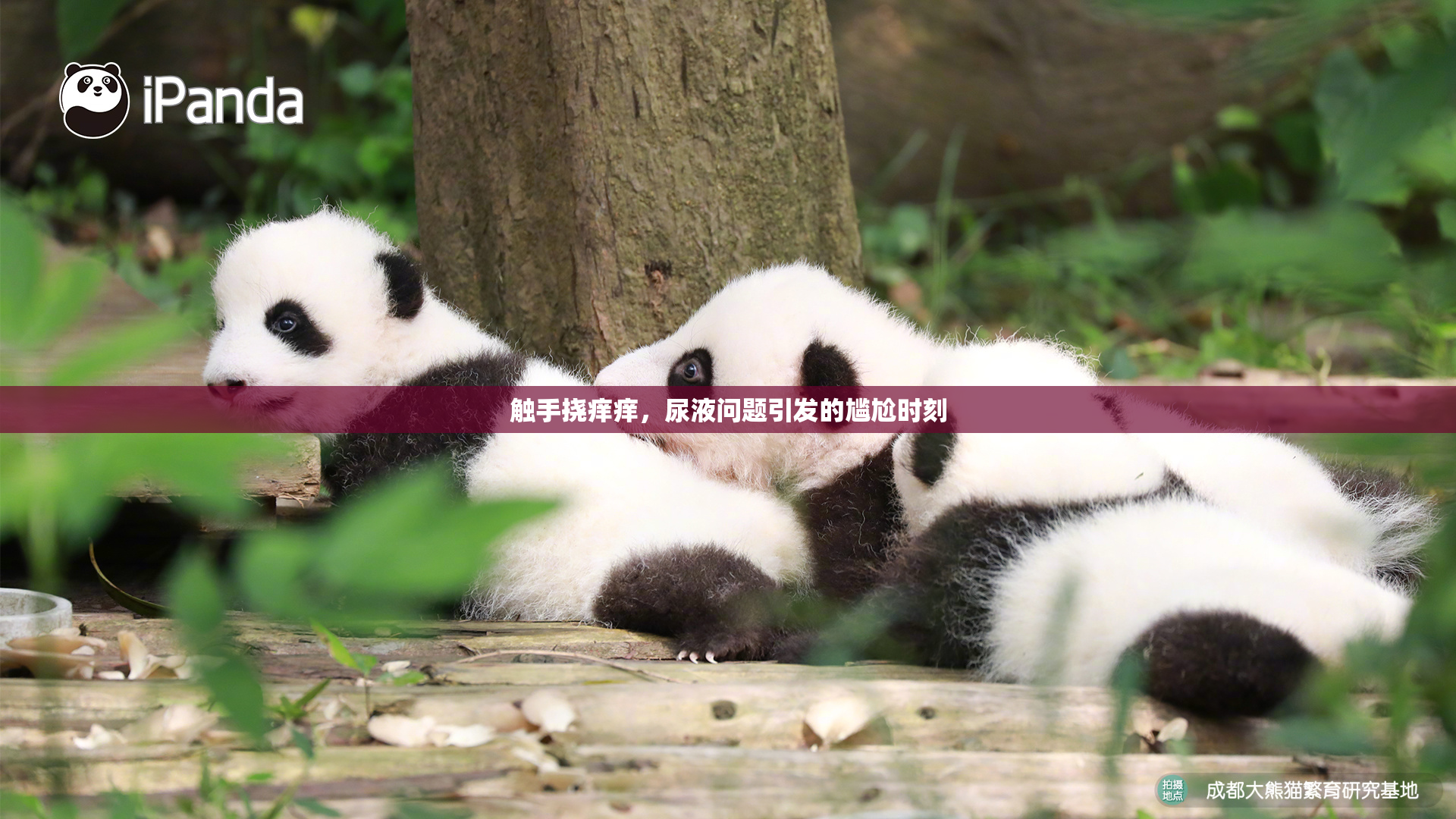 触手挠痒痒，尿液问题引发的尴尬时刻