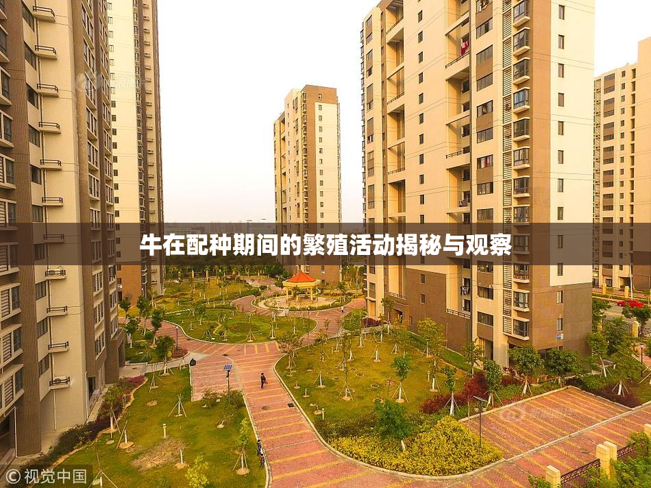 牛在配种期间的繁殖活动揭秘与观察