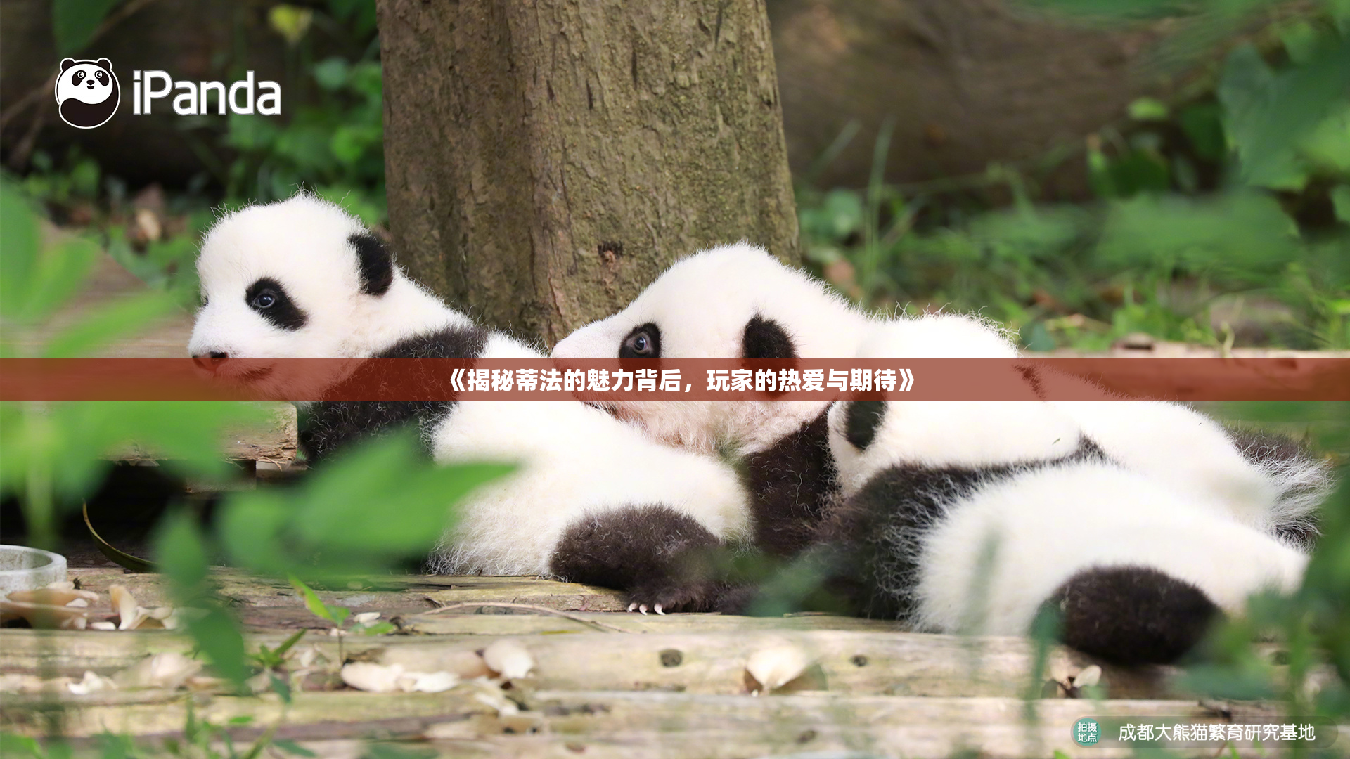 《揭秘蒂法的魅力背后，玩家的热爱与期待》