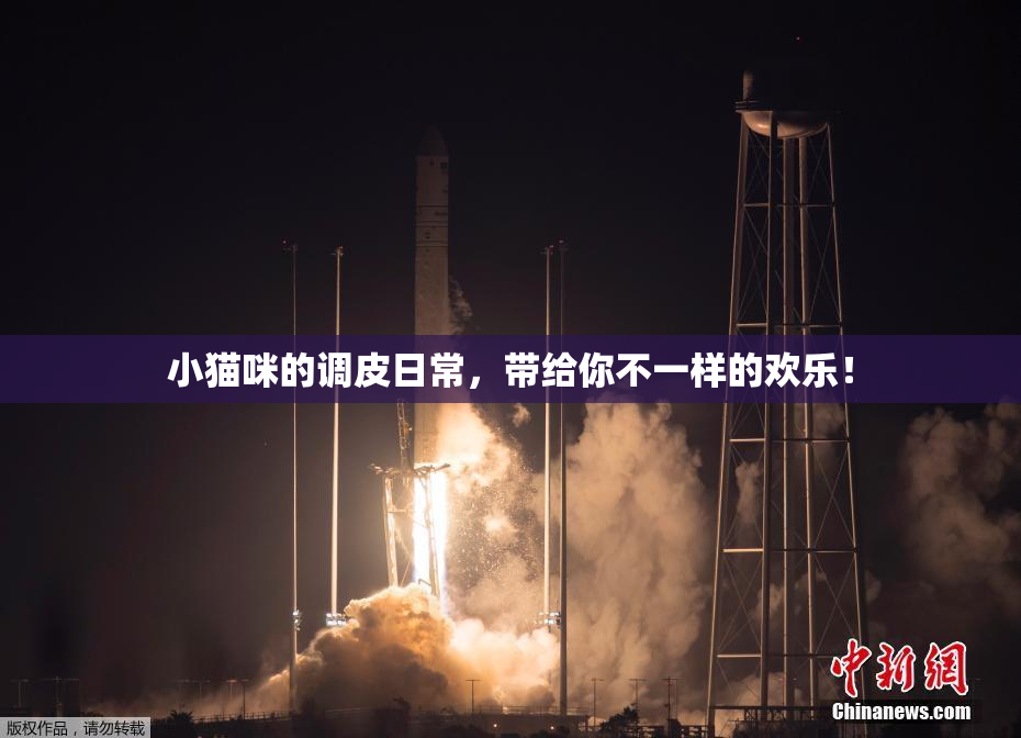 小猫咪的调皮日常，带给你不一样的欢乐！