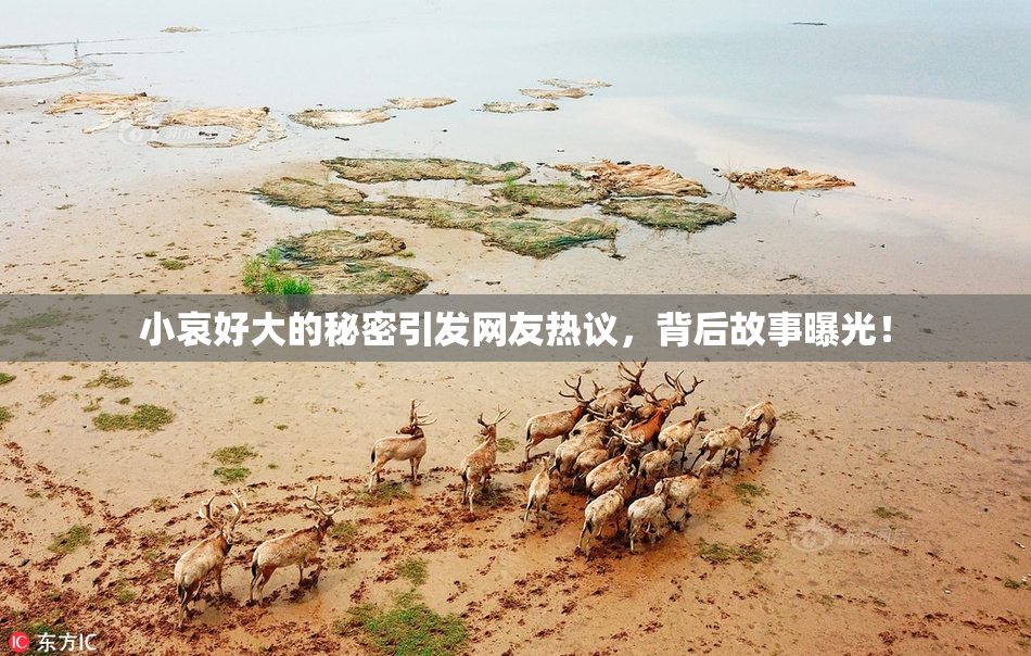 小哀好大的秘密引发网友热议，背后故事曝光！