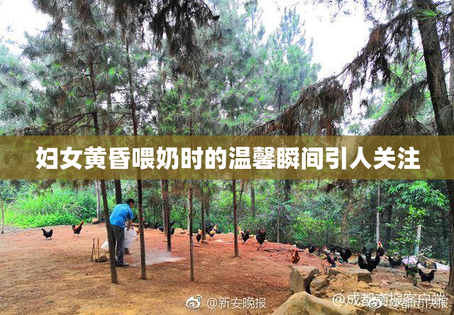 妇女黄昏喂奶时的温馨瞬间引人关注