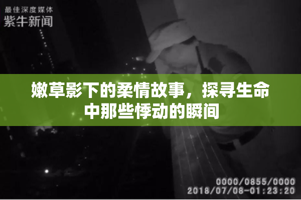 嫩草影下的柔情故事，探寻生命中那些悸动的瞬间