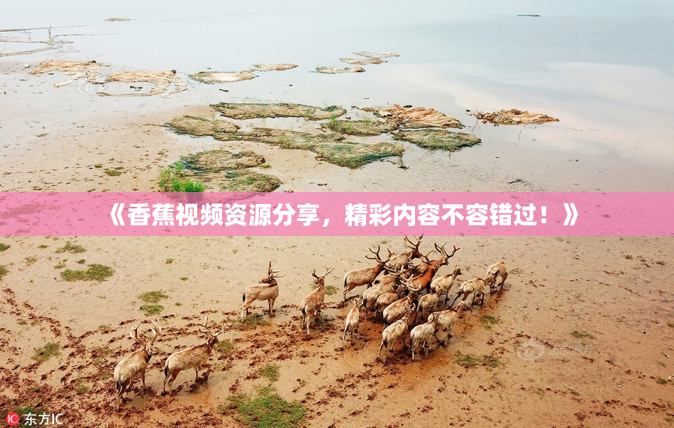 《香蕉视频资源分享，精彩内容不容错过！》