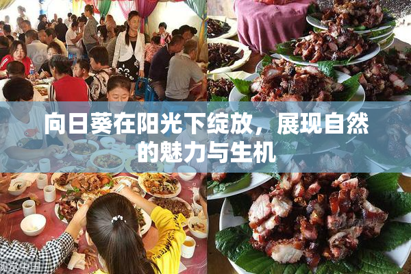 向日葵在阳光下绽放，展现自然的魅力与生机