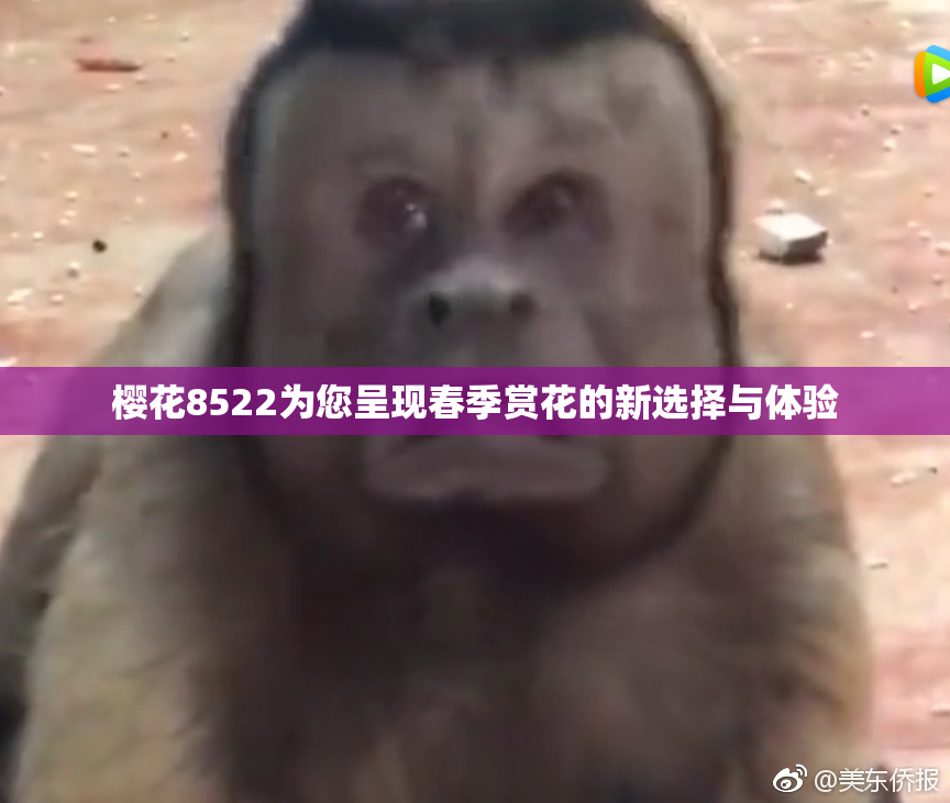 樱花8522为您呈现春季赏花的新选择与体验
