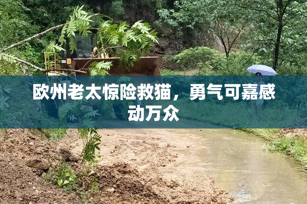 欧州老太惊险救猫，勇气可嘉感动万众