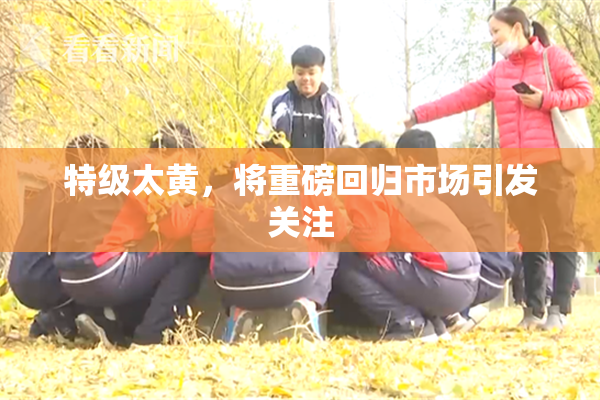 特级太黄，将重磅回归市场引发关注