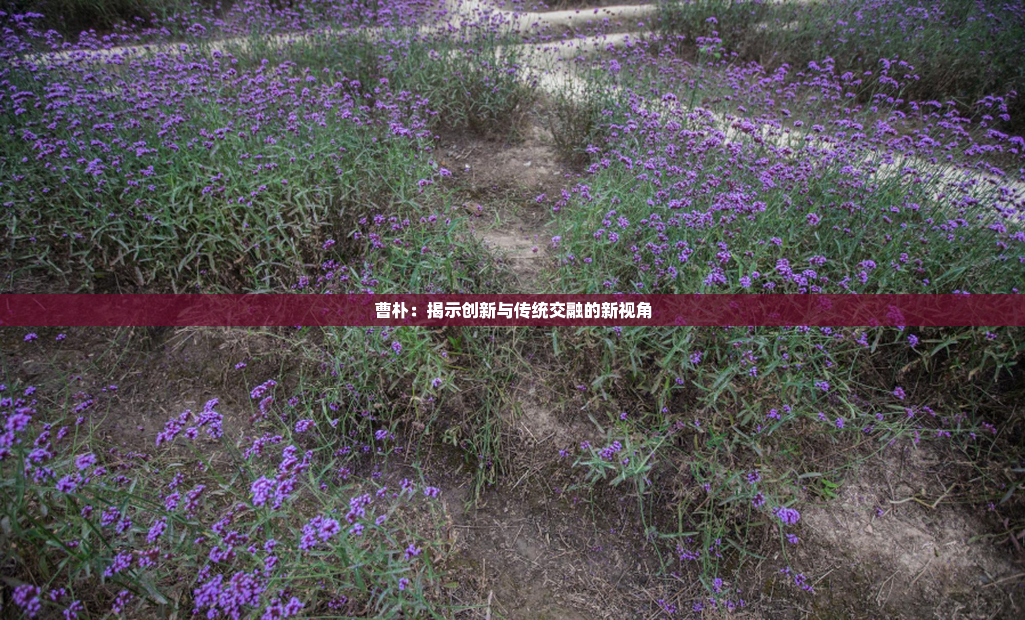 曹朴：揭示创新与传统交融的新视角