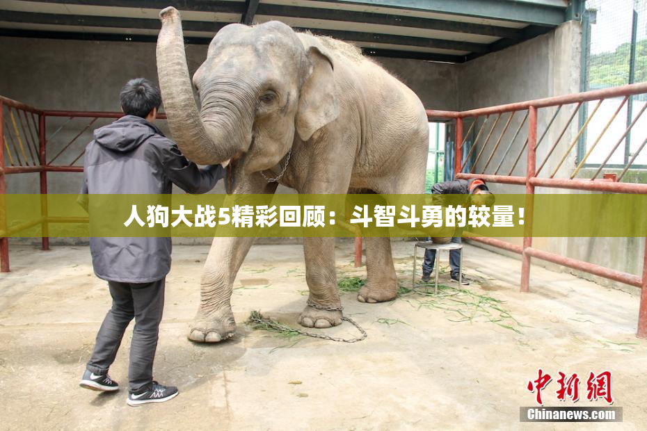 人狗大战5精彩回顾：斗智斗勇的较量！