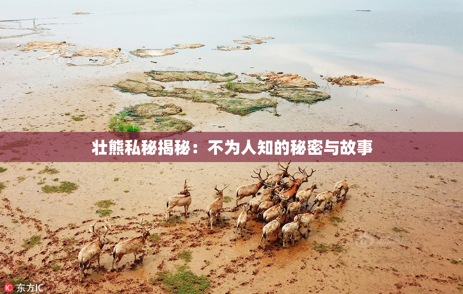 壮熊私秘揭秘：不为人知的秘密与故事
