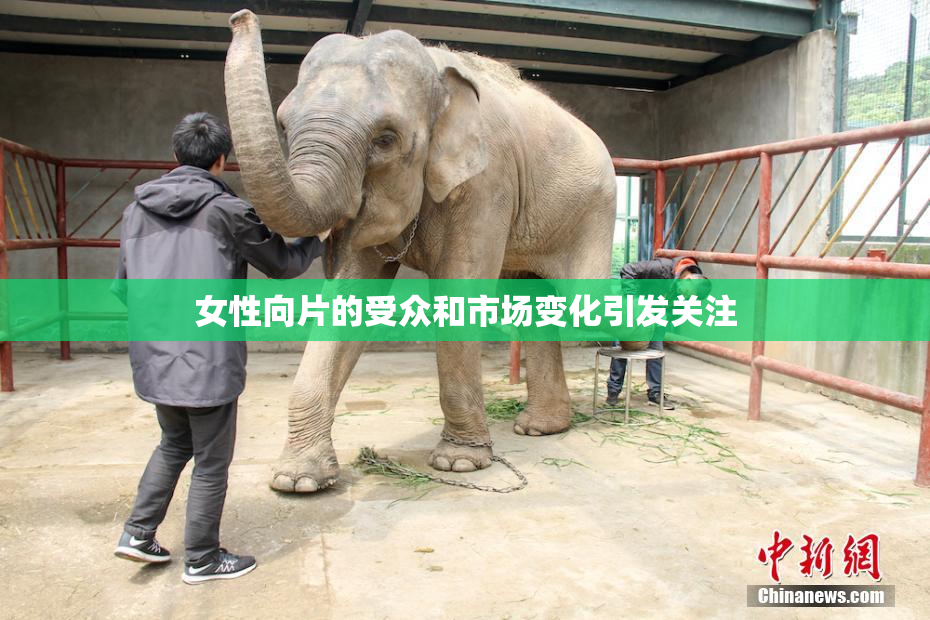 女性向片的受众和市场变化引发关注