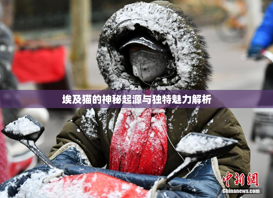 埃及猫的神秘起源与独特魅力解析