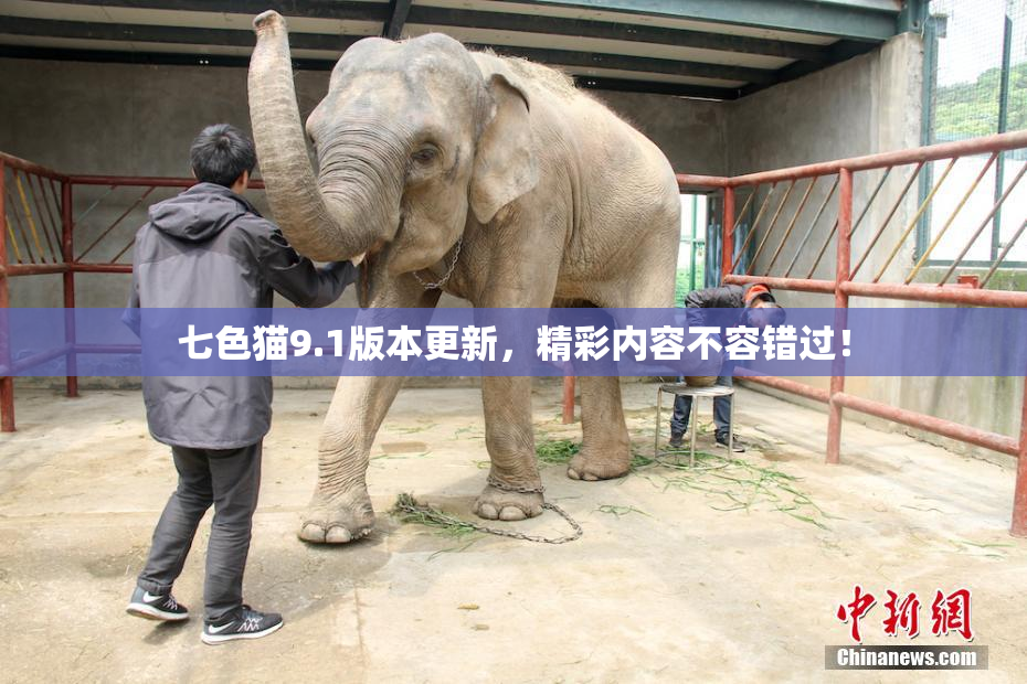 七色猫9.1版本更新，精彩内容不容错过！