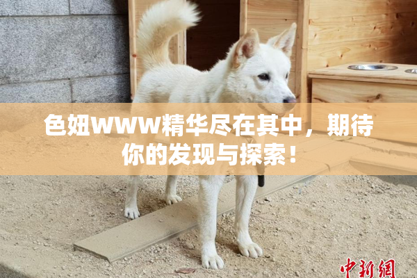 色妞WWW精华尽在其中，期待你的发现与探索！