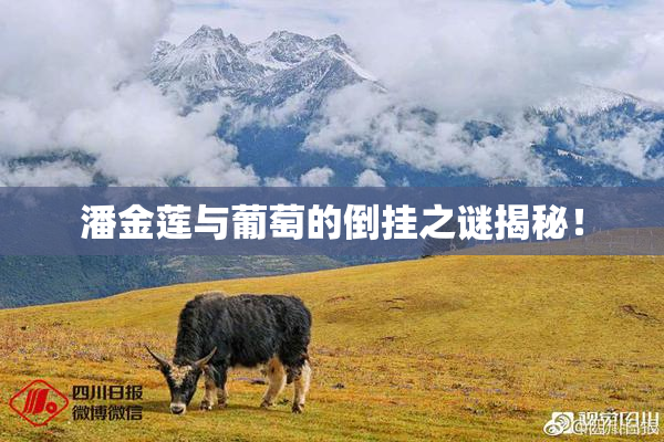 潘金莲与葡萄的倒挂之谜揭秘！
