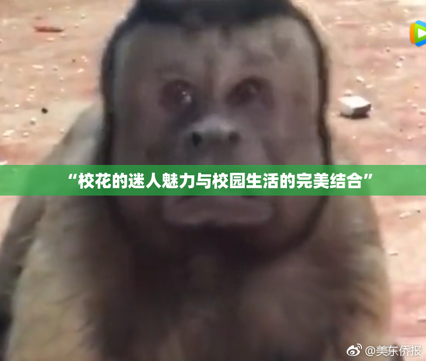 “校花的迷人魅力与校园生活的完美结合”