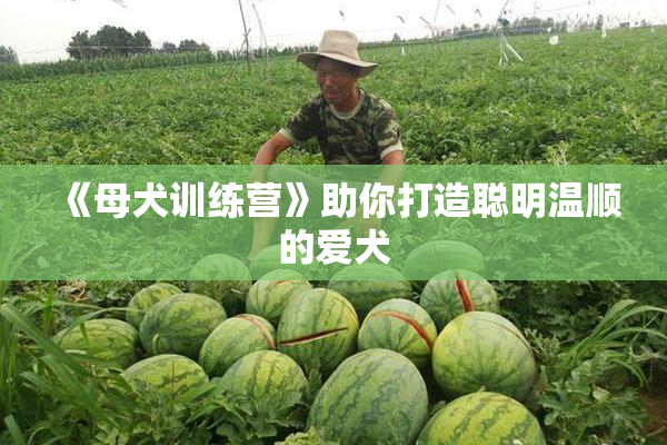 《母犬训练营》助你打造聪明温顺的爱犬