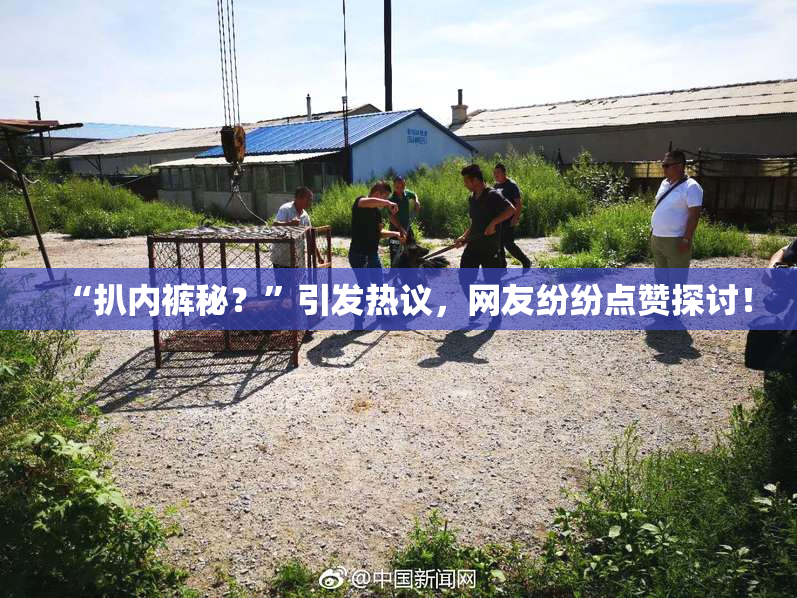 “扒内裤秘？”引发热议，网友纷纷点赞探讨！