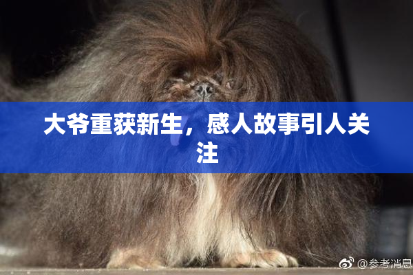 大爷重获新生，感人故事引人关注