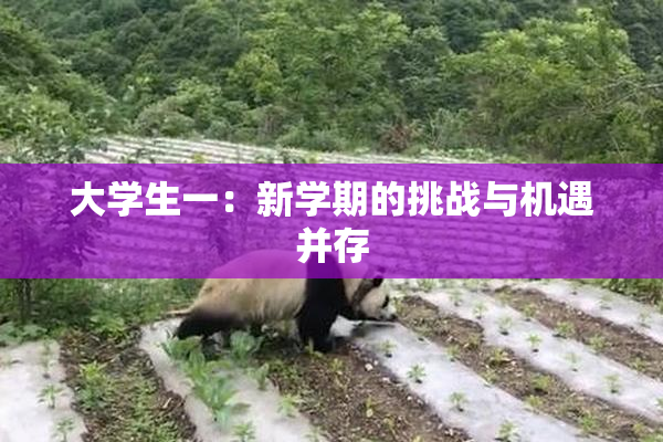 大学生一：新学期的挑战与机遇并存