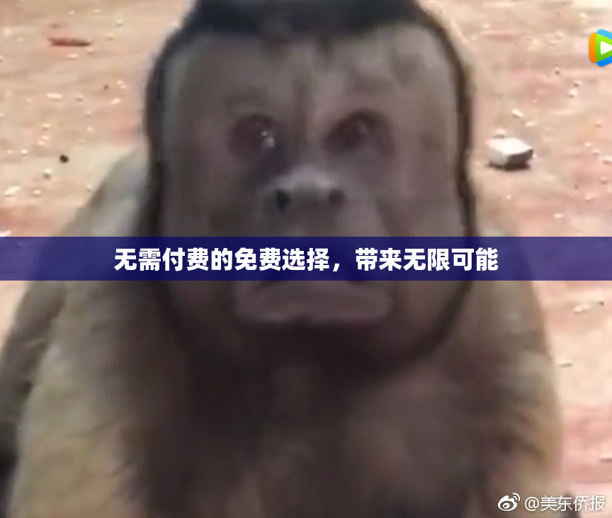 无需付费的免费选择，带来无限可能