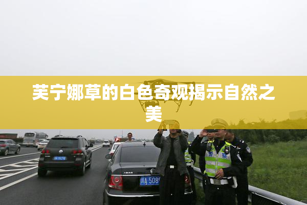 芙宁娜草的白色奇观揭示自然之美