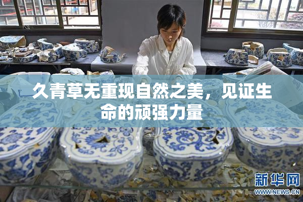 久青草无重现自然之美，见证生命的顽强力量