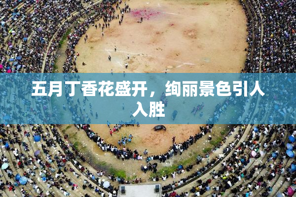 五月丁香花盛开，绚丽景色引人入胜