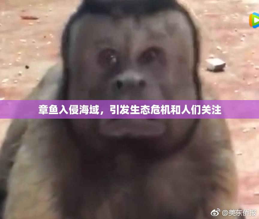 章鱼入侵海域，引发生态危机和人们关注