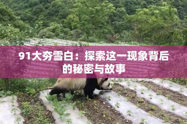 91大夯雪白：探索这一现象背后的秘密与故事
