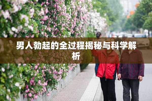 男人勃起的全过程揭秘与科学解析