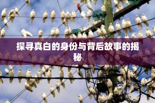 探寻真白的身份与背后故事的揭秘