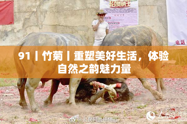 91丨竹菊丨重塑美好生活，体验自然之韵魅力量
