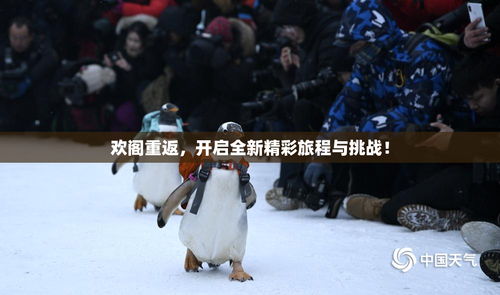 欢阁重返，开启全新精彩旅程与挑战！