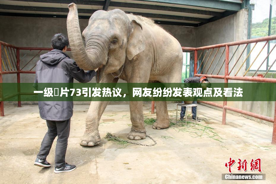 一级婬片73引发热议，网友纷纷发表观点及看法