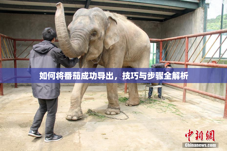 如何将番茄成功导出，技巧与步骤全解析