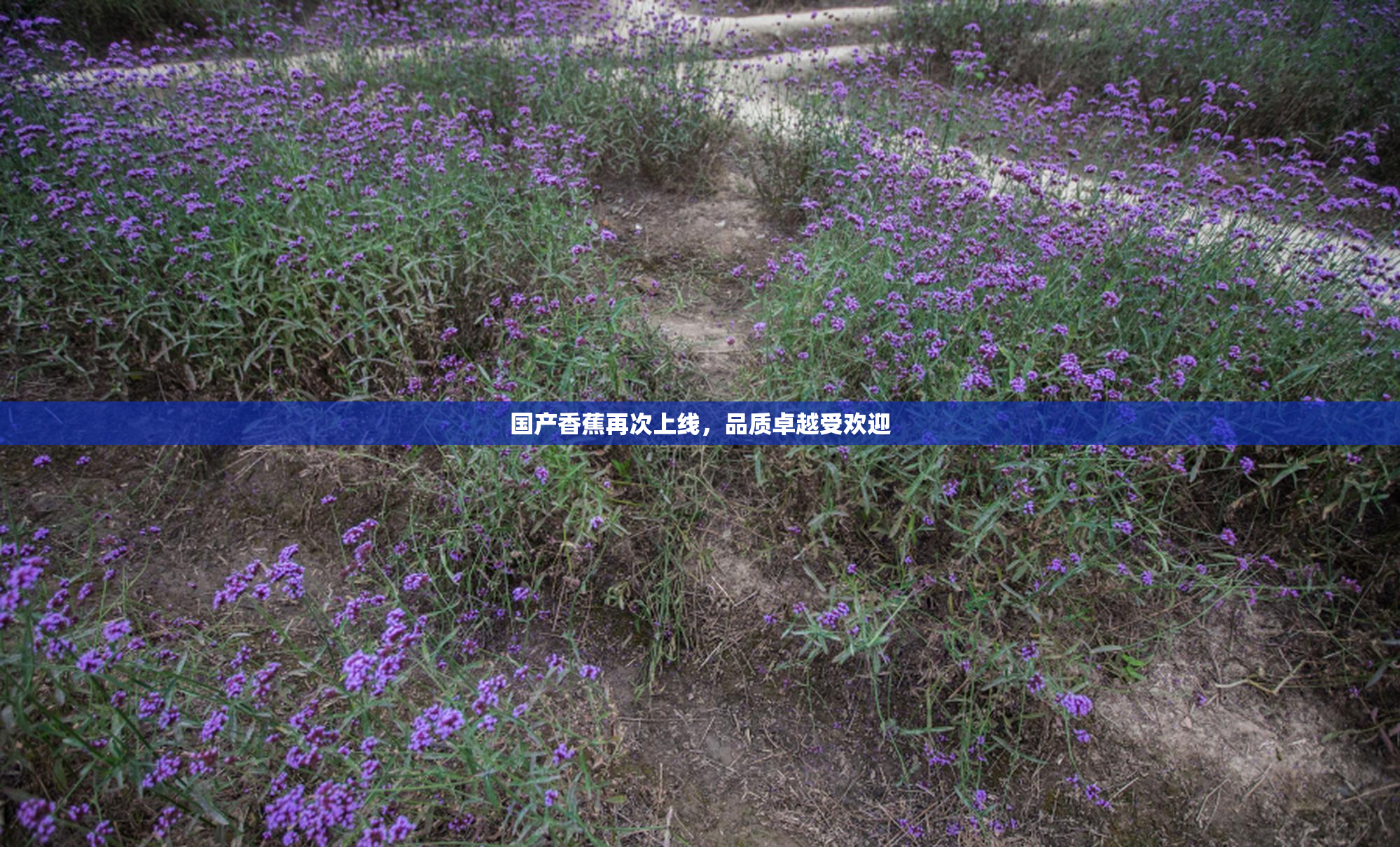 国产香蕉再次上线，品质卓越受欢迎