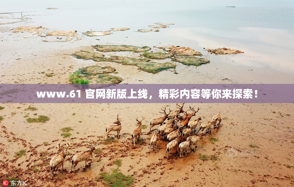www.61 官网新版上线，精彩内容等你来探索！