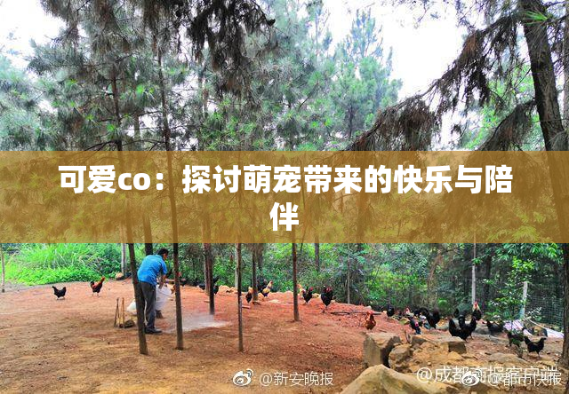 可爱co：探讨萌宠带来的快乐与陪伴
