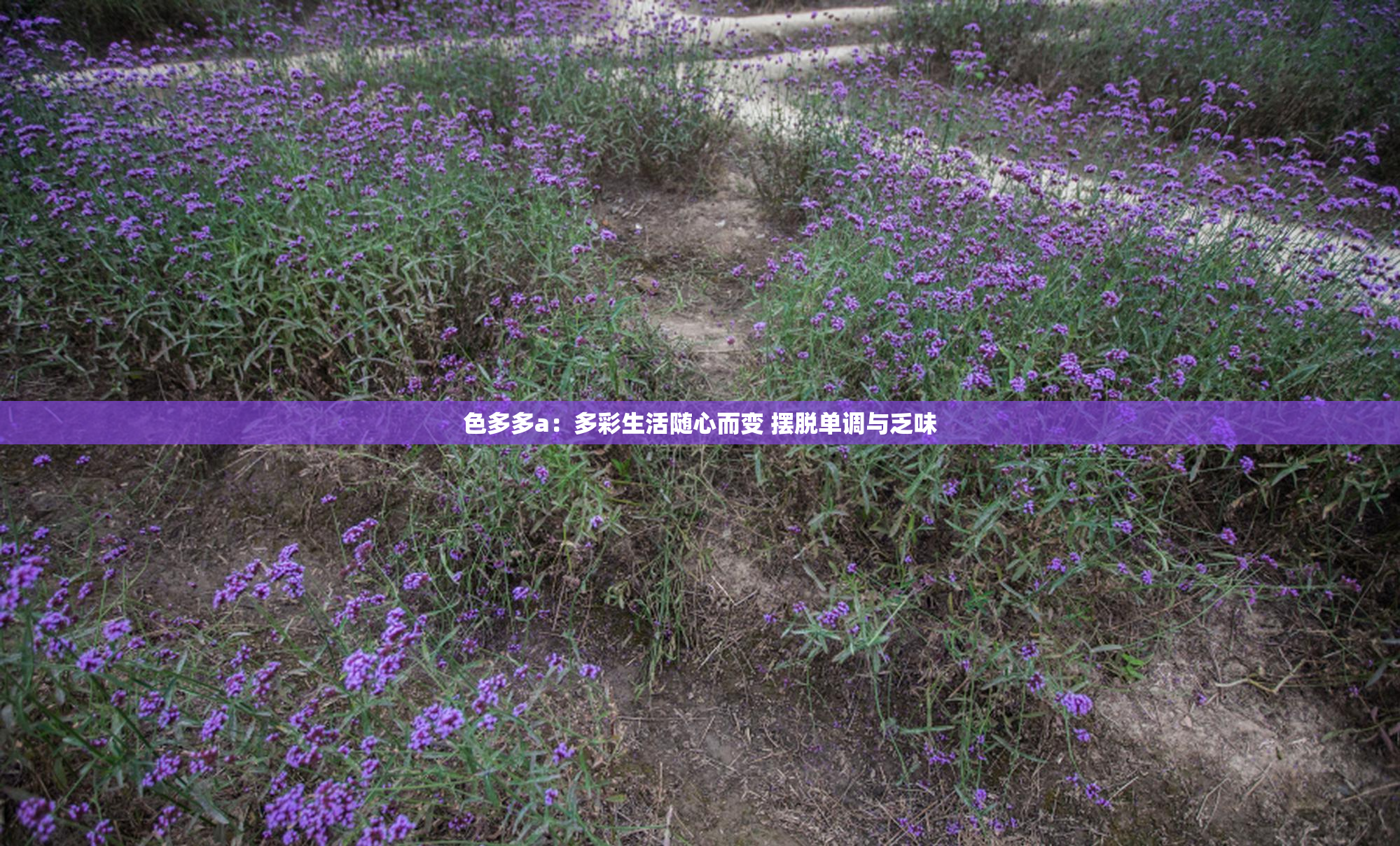 色多多a：多彩生活随心而变 摆脱单调与乏味
