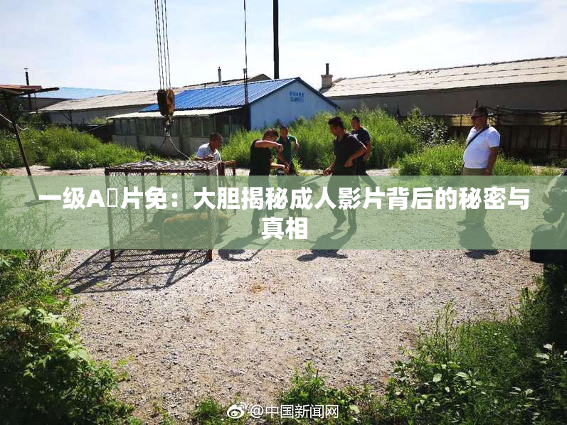 一级A婬片免：大胆揭秘成人影片背后的秘密与真相